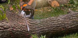 Professional  Tree Services in Westwood, NJ