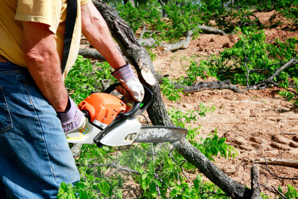 Why Choose Our Tree Removal Services in Westwood, NJ?